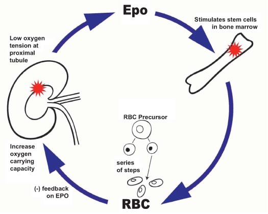 Erythropoietin Cycle